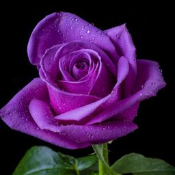 Michelle Muller | Wrytin