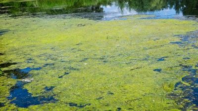 Green Blob In The Water Could Solve Our Energy Crisis | Wrytin