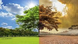 Connected by the oceans can we work together to protect the environment essay image