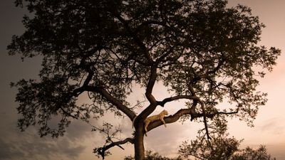 The Panthera Lineage | Wrytin