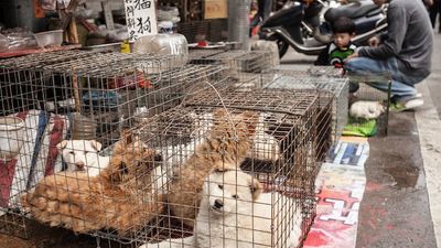 Yulin Dog Meat Festival Wrytin
