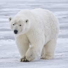 Image result for white bear animal