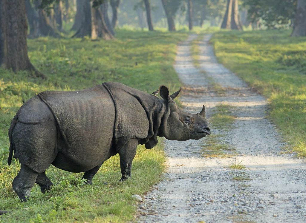 indian rhinoceros meaning
