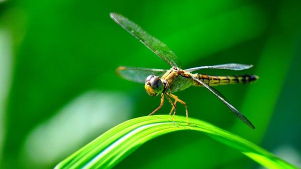 14-fun-facts-about-dragonflies-1930-1321-kaz9nhzb
