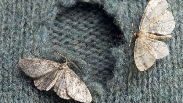 1517430534-moths-kaz9n8rl