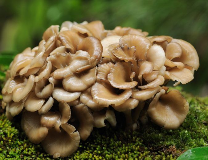 10-delicious-types-of-edible-mushrooms-wrytin