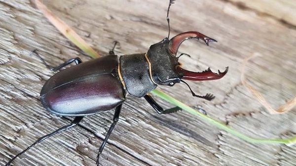 a-silver-male-stag-beetle-header-ptes-great-stag-hunt-2019-e1561475715269-kaz9n030