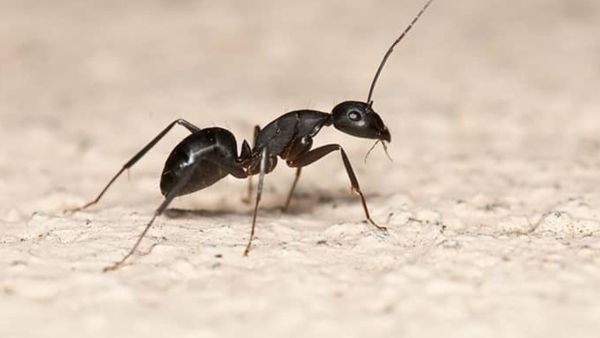 ant-pest-image-kaz9mx91