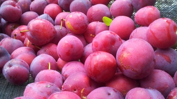 apple-plant-fruit-sweet-summer-food-red-produce-pink-plum-sour-republic-of-korea-flowering-plant-rose-family-sweet-and-sour-summer-days-hat-plum-land-plant-567495-0-kb0e6e1w