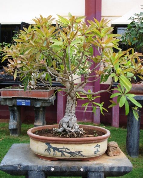 bonsai-garden-k0zfei9x