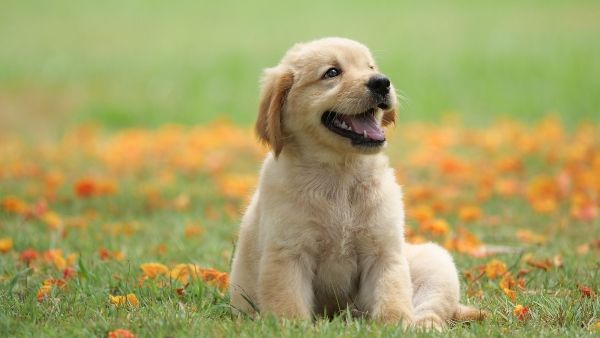 dog-puppy-on-garden-royalty-free-image-1586966191-kb69sdbl