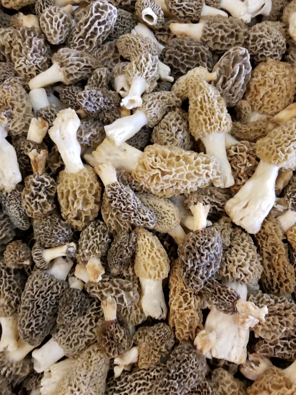 10 Delicious Types Of Edible Mushrooms Wrytin
