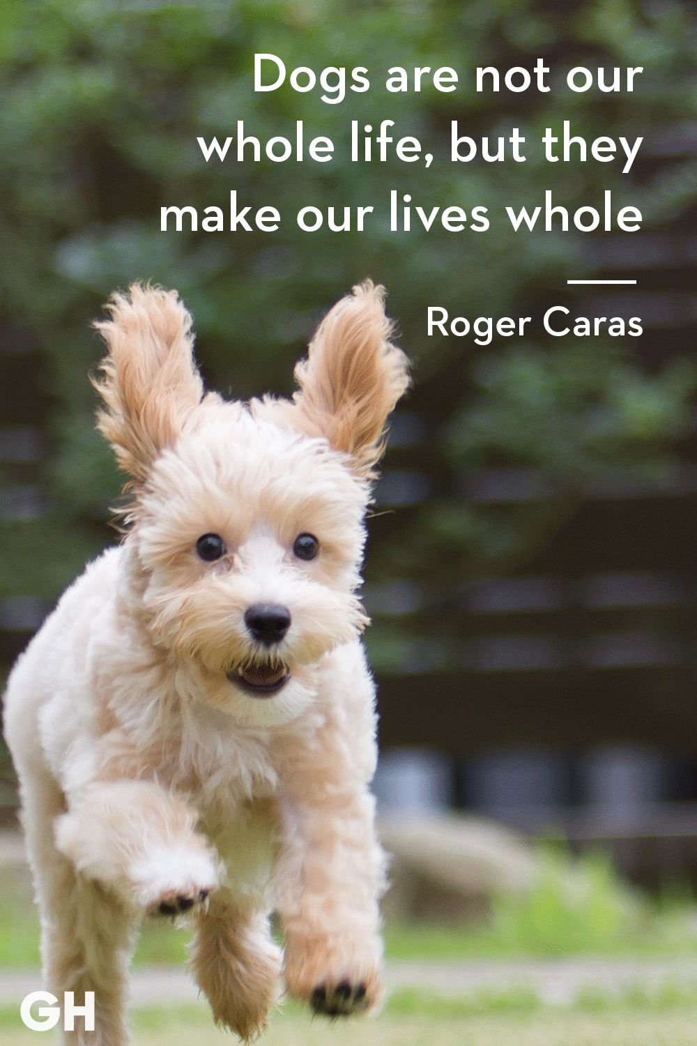 How Pets Impact Our Life Wrytin