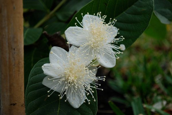 guava-flower-517417-k0t74pb2