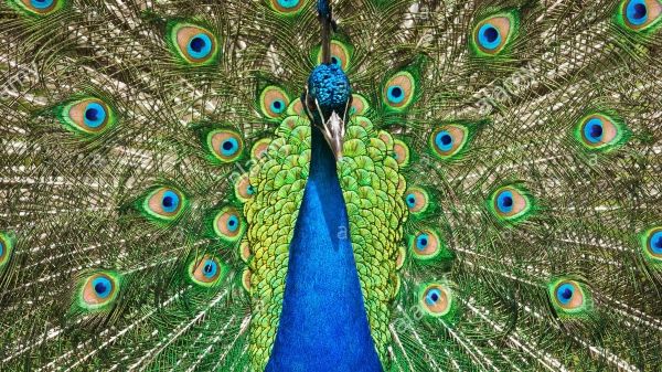 indian-peafowl-peacock-ja4b9h-kaz1ldoq