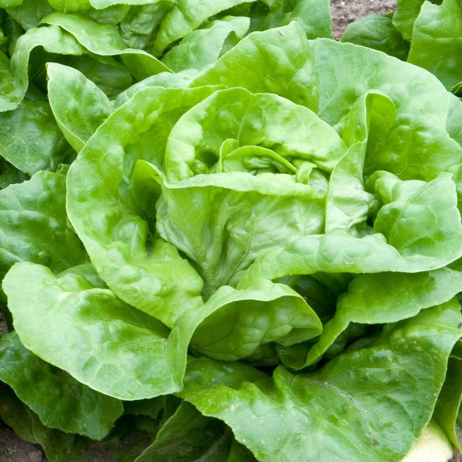 7 Types Of Lettuce For Your Salad Wrytin