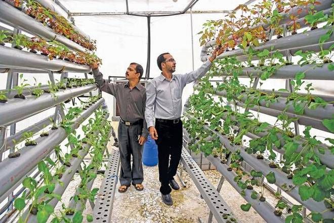 Aquaponics farming in maharashtra 