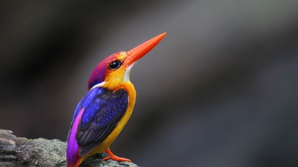 oriental-dwarf-kingfisher-male--kaz1l385