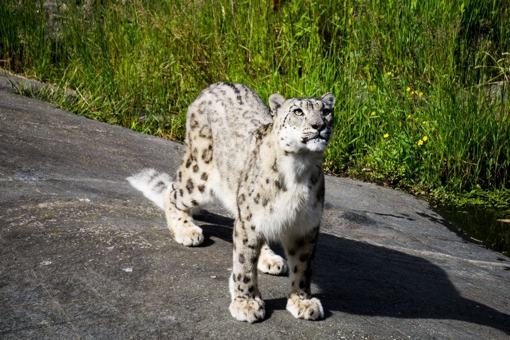 adult snow leopard on concrete ground
