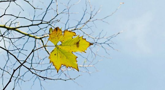 The Last Leaf | Summary, Theme and Analysis - All About English Literature