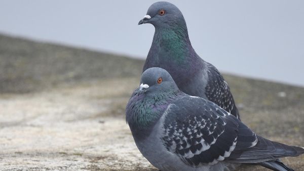 rock-pigeon-002-fall-washington-andyreagochrissymcclarren-flickrcc-by-2-0-adults-kaz1lydf