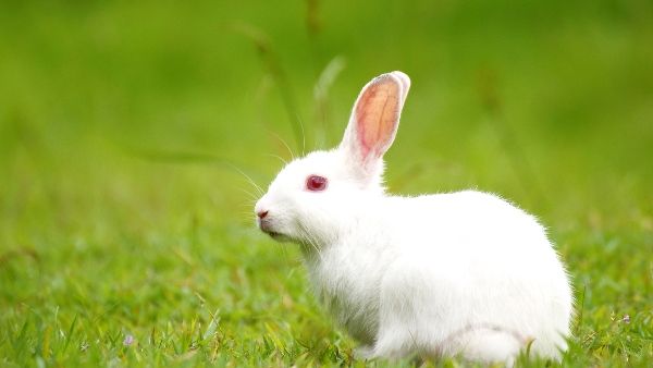us-movie-rabbits-meaning-kb69te4r