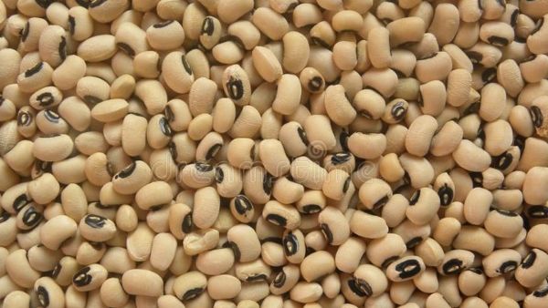 white-color-raw-whole-black-eyed-peas-lobia-beans-lobia-168596497-kayx795a